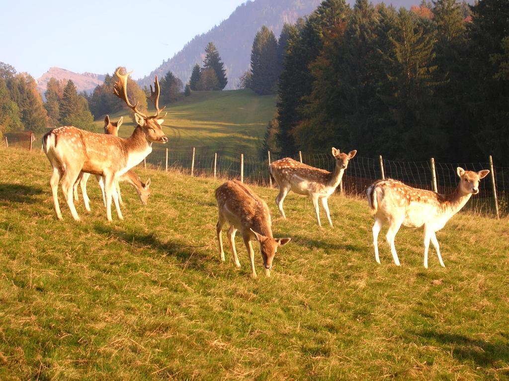 Ferienbauernhof Liebschick Villa Egg Luaran gambar